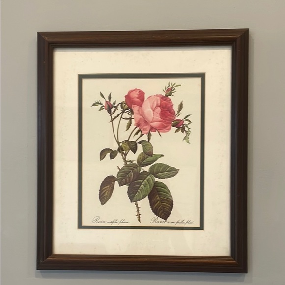 Framed Botanical Rose Art Print - Picture 1 of 4